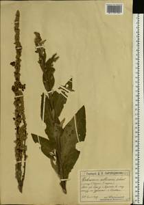 Verbascum phoeniceum subsp. phoeniceum, Восточная Европа, Московская область и Москва (E4a) (Россия)