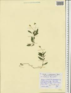 Viola ×contempta Jord., Восточная Европа, Центральный лесостепной район (E6) (Россия)