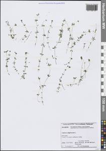 Подмаренник топяной L., Сибирь, Центральная Сибирь (S3) (Россия)