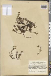 Камнеломка аизовидная L., Западная Европа (EUR) (Польша)