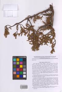 Можжевельник скальный Pall., Восточная Европа, Северный район (E1) (Россия)