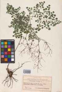 Василисник вонючий L., Восточная Европа, Восточный район (E10) (Россия)