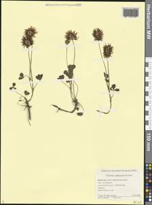 Клевер сходный M.Bieb., Кавказ, Дагестан (K2) (Россия)