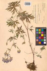 Aconitum karafutense subsp. karafutense, Сибирь, Дальний Восток (S6) (Россия)
