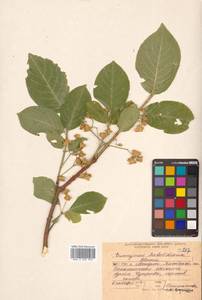 Бересклет Гамильтона Wall., Сибирь, Дальний Восток (S6) (Россия)