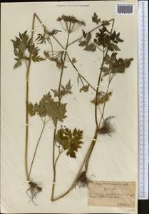 Сныть альпийская Ledeb., Средняя Азия и Казахстан, Северный и Центральный Тянь-Шань (M4) (Казахстан)