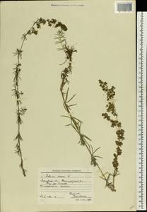 Подмаренник настоящий L., Восточная Европа, Московская область и Москва (E4a) (Россия)