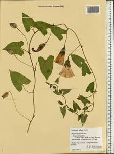 Calystegia sepium subsp. americana (Sims) Brummitt, Восточная Европа, Волжско-Камский район (E7) (Россия)