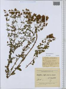 Зверобой продырявленный L., Восточная Европа, Средневолжский район (E8) (Россия)