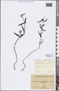 Rhinanthus serotinus var. vernalis (N. W. Zinger) Janch., Восточная Европа, Московская область и Москва (E4a) (Россия)