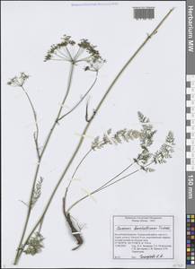 Тмин бурятский Turcz., Сибирь, Прибайкалье и Забайкалье (S4) (Россия)