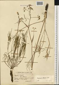 Ферула татарская Fisch. ex Spreng., Восточная Европа, Нижневолжский район (E9) (Россия)