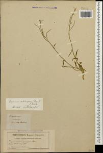 Желтушник шершавый (Rupr.) N. Busch, Кавказ (без точных местонахождений) (K0)
