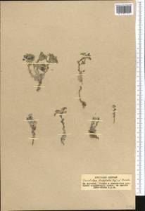 Solms-laubachia flabellata (Regel) J.P. Yue, Al-Shehbaz & H. Sun, Средняя Азия и Казахстан, Памир и Памиро-Алай (M2)