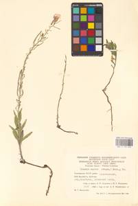 Клаусия солнцепечная (Stephan ex Willd.) Korn.-Trotzky, Восточная Европа, Восточный район (E10) (Россия)