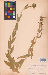 Смолевка халцедоновая, Зорька (L.) E.H.L.Krause, Восточная Европа, Восточный район (E10) (Россия)