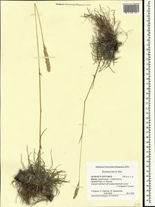 Тонконог короткий Steven, Крым (KRYM) (Россия)