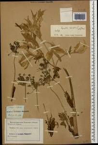 Агазиллис широколистный (M. Bieb.) Boiss., Кавказ (без точных местонахождений) (K0)