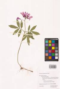 Сердечник пятилистный (M.Bieb.) Schmalh., Восточная Европа, Центральный район (E4) (Россия)