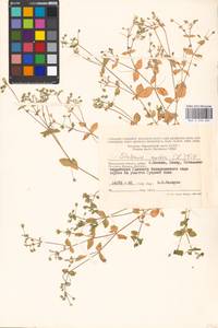 Звездчатка средняя, Мокрица (L.) Vill., Восточная Европа, Московская область и Москва (E4a) (Россия)