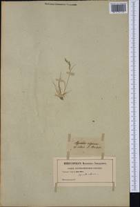 Agrostis alpina Scop., Западная Европа (EUR) (Неизвестно)
