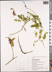 Abrus precatorius L., Зарубежная Азия (ASIA) (Вьетнам)