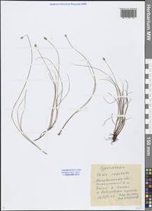 Осока головчатая Sol., Сибирь, Чукотка и Камчатка (S7) (Россия)