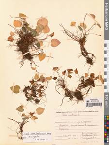 Фиалка сахалинская H.Boissieu, Сибирь, Чукотка и Камчатка (S7) (Россия)