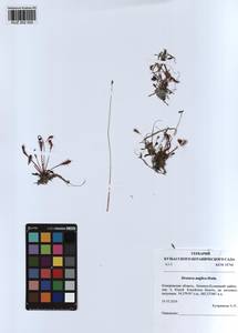 KUZ 002 002, Drosera ×anglica Huds., Сибирь, Алтай и Саяны (S2) (Россия)