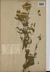 Eupatorium cannabinum subsp. corsicum (Loisel.) P. Fourn., Западная Европа (EUR) (Испания)