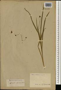 Liliaceae, Зарубежная Азия (ASIA) (Неизвестно)