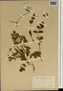 Helosciadium nodiflorum subsp. nodiflorum, Зарубежная Азия (ASIA) (Турция)