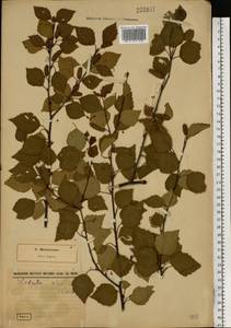 Ольха клейкая, Ольха черная (L.) Gaertn., Восточная Европа, Северо-Западный район (E2) (Россия)