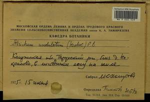 Atrichum undulatum (Hedw.) P. Beauv., Гербарий мохообразных, Мхи - Центральное Нечерноземье (B6) (Россия)