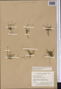 Sagina maxima subsp. crassicaulis (S. Wats.) G. E. Crow, Америка (AMER) (Канада)