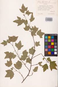 Смородина альпийская L., Восточная Европа, Латвия (E2b) (Латвия)