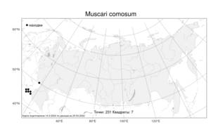 Muscari comosum (L.) Mill., Атлас флоры России (FLORUS) (Россия)