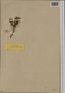 Сиббальдия мелкоцветковая Willd., Зарубежная Азия (ASIA) (Турция)