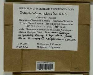 Orthotrichum alpestre Hornsch. ex Bruch & Schimp., Гербарий мохообразных, Мхи - Северный Кавказ и Предкавказье (B12) (Россия)