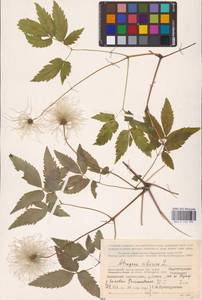 Княжик сибирский (L.) Mill., Восточная Европа, Северный район (E1) (Россия)