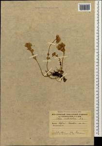 Phedimus spurius subsp. spurius, Кавказ, Южная Осетия (K4b) (Южная Осетия)