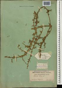 Soda inermis (Moench) Fourr., Кавказ, Грузия (K4) (Грузия)