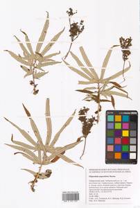 Таволга узколопастная (Turcz. ex Fisch. & C.A.Mey.) Maxim., Сибирь, Дальний Восток (S6) (Россия)