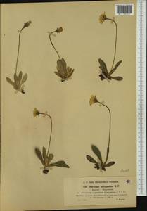 Pilosella viridifolia (Peter) Holub, Западная Европа (EUR) (Швейцария)