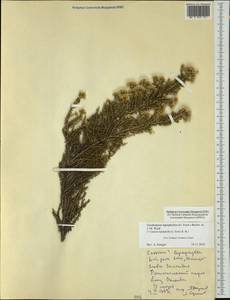 Ozothamnus leptophyllus (G. Forst.) Breitw. & J. M. Ward, Австралия и Океания (AUSTR) (Новая Зеландия)