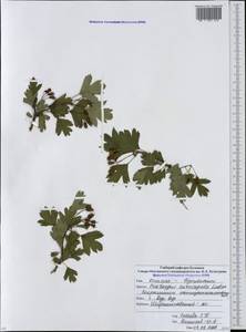 Crataegus praemonticola Holub, Кавказ, Северная Осетия, Ингушетия и Чечня (K1c) (Россия)