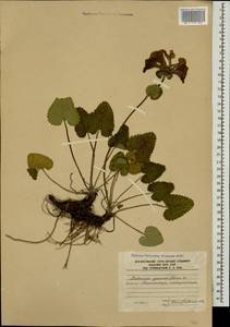 Betonica macrantha K.Koch, Кавказ, Южная Осетия (K4b) (Южная Осетия)