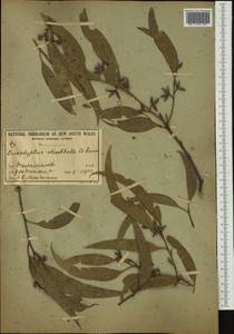 Eucalyptus dealbata A. Cunn. ex Schau., Австралия и Океания (AUSTR) (Австралия)