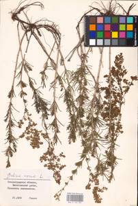 Подмаренник настоящий L., Восточная Европа, Нижневолжский район (E9) (Россия)