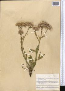 Соссюрея солончаковая (Pall.) Spreng., Средняя Азия и Казахстан, Муюнкумы, Прибалхашье и Бетпак-Дала (M9) (Казахстан)